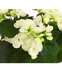 Elatior-Begonie - Begonia Elatior -Freien Garten Rabatt Geschäft 8208399 PR DE 001 BegonieElatiorBegoniaWeissT13DehnerExpressHerzig