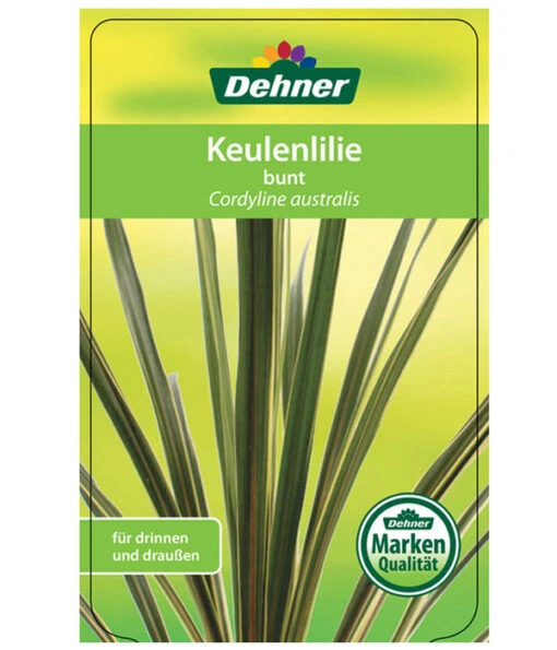 Keulenlilie - Cordyline Australis Variegata -Freien Garten Rabatt Geschäft 8216368 CorylineBuntEtikett1