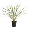 Keulenlilie - Cordyline Australis Variegata -Freien Garten Rabatt Geschäft 8216368 PR FS 001 KeulenlilieCordylineAustralisVariegataT17ExpressHerzig