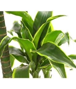 Drachenbaum - Dracaena Deremensis 'Dorado' -Freien Garten Rabatt Geschäft 8221707 WE DE 001 DrachenbaumDracaenaDeremensis2erTuffT19OWDehnerExpressHerzig