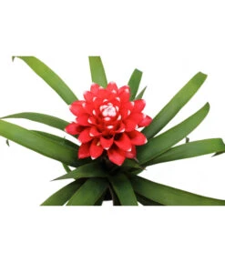 Guzmanie - Guzmania 'Hope' -Freien Garten Rabatt Geschäft 8232076 WE DE 001 GuzmanieGuzmaniaHope