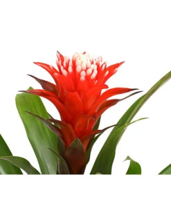 Guzmanie - Guzmania 'Hope' -Freien Garten Rabatt Geschäft 8232076 WE DE 001 GuzmanieGuzmaniaHopeRotT12DehnerExpressHerzig