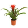 Guzmanie - Guzmania 'Hope' -Freien Garten Rabatt Geschäft 8232076 WE FS 001 GuzmanieGuzmaniaHopeRotT12DehnerExpressHerzig