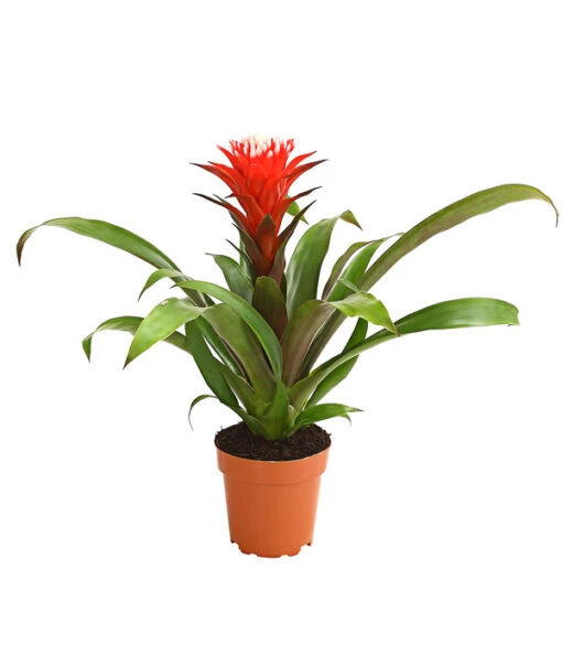 Guzmanie - Guzmania 'Hope' -Freien Garten Rabatt Geschäft