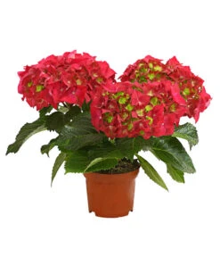 Midi Hortensie - Hydrangea Macrophylla, Verschiedene Farben -Freien Garten Rabatt Geschäft 8233744 WE FS 001 HortensieHydrangeaMidiMixT10DehnerExpressHerzig