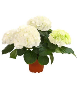 Midi Hortensie - Hydrangea Macrophylla, Verschiedene Farben -Freien Garten Rabatt Geschäft 8233744 WE FS 002 HortensieHydrangeaMidiMixT10DehnerExpressHerzig