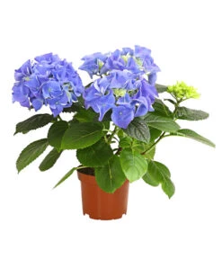 Midi Hortensie - Hydrangea Macrophylla, Verschiedene Farben -Freien Garten Rabatt Geschäft 8233744 WE FS 003 HortensieHydrangeaMidiMixT10DehnerExpressHerzig