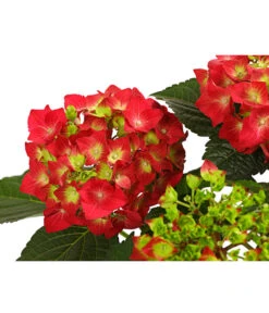 Midi Hortensie - Hydrangea Macrophylla, Verschiedene Farben -Freien Garten Rabatt Geschäft 8233751 WE DE 001 HortensieHydrangeaRotT14DehnerExpressHerzig