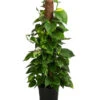 Efeutute - Epipremnum Aureum 'Torro' Am Moosstab -Freien Garten Rabatt Geschäft 8235202 WE FS 002 EpipremnumAureumTorroT17