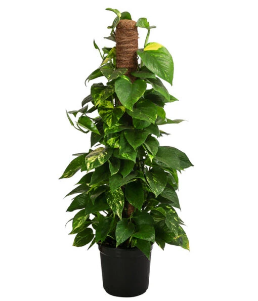 Efeutute - Epipremnum Aureum 'Torro' Am Moosstab -Freien Garten Rabatt Geschäft 8235202 WE FS 002 EpipremnumAureumTorroT17