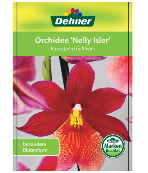 Burrageara-Orchidee - Burrageara Cultivars 'Nelly Isler' -Freien Garten Rabatt Geschäft 8251266 OrchideeNellyIslerEtikett2