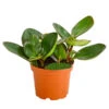 Peperomie - Peperomia Obtusifolia 'Red Margin' -Freien Garten Rabatt Geschäft 8252405 PR FS 001 PeperomieObtusfoliaRedMarginT12DehnerExpressHerzig