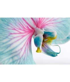 Schmetterlingsorchidee - Phalaenopsis Cultivars 'Blue Wonder', Kaskade -Freien Garten Rabatt Geschäft 8254815 PR DE 001 SchmetterlingsOrchideePhalaenopsisBlueWonderCascadeDehnerExpressZS