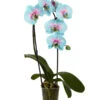 Schmetterlingsorchidee - Phalaenopsis Cultivars 'Blue Wonder', Kaskade -Freien Garten Rabatt Geschäft 8254815 PR FS 001 SchmetterlingsOrchideePhalaenopsisBlueWonderCascadeDehnerExpressZS