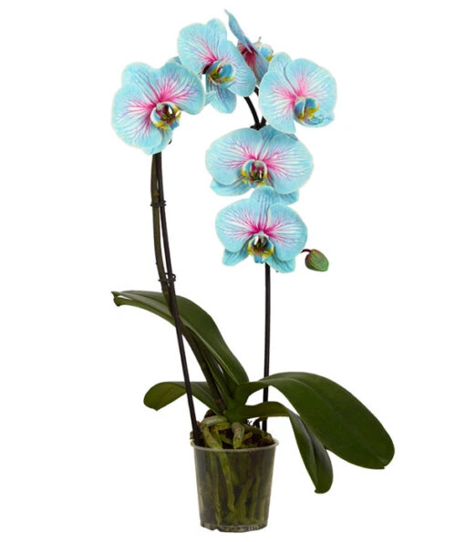 Schmetterlingsorchidee - Phalaenopsis Cultivars 'Blue Wonder', Kaskade -Freien Garten Rabatt Geschäft