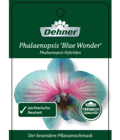 Schmetterlingsorchidee - Phalaenopsis Cultivars 'Blue Wonder', Kaskade -Freien Garten Rabatt Geschäft 8254815 PhalaenopsisBlueWonder Etikett 1