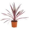 Keulenlilie 'Pink Passion' -Freien Garten Rabatt Geschäft 8261828 PR FS 001 CordylinePinkPassionDehnerExpressHerzig