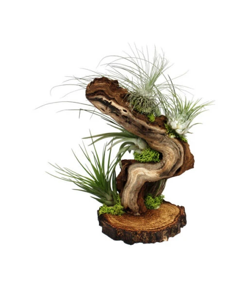 Tillandsien-Arrangement Auf Wurzelbaum - Tillandsia Hybride, 5-teilig -Freien Garten Rabatt Geschäft 8270308 WE FS 001 TillandsienArrangementAufWurzelbaumWurzelteller5Tillandsien