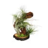 Tillandsien-Arrangement Auf Wurzelbaum - Tillandsia Hybride, 5-teilig -Freien Garten Rabatt Geschäft 8270308 WE FS 001 TillandsienAufWurzelbaum