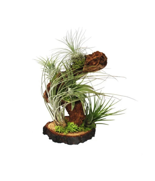 Tillandsien-Arrangement Auf Wurzelbaum - Tillandsia Hybride, 5-teilig -Freien Garten Rabatt Geschäft 8270308 WE FS 001 TillandsienAufWurzelbaum