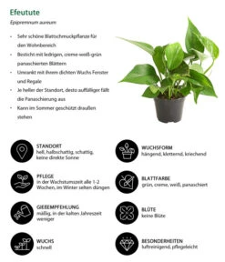 Efeutute - Epipremnum Aureum -Freien Garten Rabatt Geschäft 8271926 WE IG 001 EfeututeEpipremnumAureumT11DehnerExpressHerzig