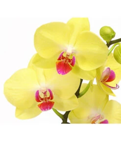 Schmetterlingsorchidee - Phalaenopsis Cultivars 'Crossing' -Freien Garten Rabatt Geschäft 8280513 PR DE 002 SchmetterlingsorchideePhalaenopsisCrossing2TrieberT12Herzig