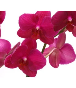 Schmetterlingsorchidee - Phalaenopsis Cultivars 'Crossing' -Freien Garten Rabatt Geschäft 8280513 PR DE 004 SchmetterlingsorchideePhalaenopsisCrossing2TrieberT12Herzig