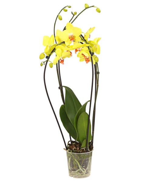 Schmetterlingsorchidee - Phalaenopsis Cultivars 'Crossing' -Freien Garten Rabatt Geschäft 8280513 PR FS 002 SchmetterlingsorchideePhalaenopsisCrossing2TrieberT12Herzig