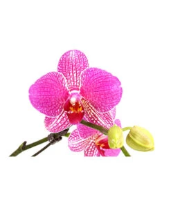 Schmetterlingsorchidee - Phalaenopsis Cultivars 'Twister' -Freien Garten Rabatt Geschäft 8280927 PR DE 001 PhalaneopsisTwisterSchmetterlingsorchideeT12DehnerExpressHerzig