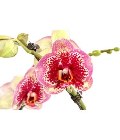 Schmetterlingsorchidee - Phalaenopsis Cultivars 'Twister' -Freien Garten Rabatt Geschäft 8280927 PR DE 002 PhalaneopsisTwisterSchmetterlingsorchideeT12DehnerExpressHerzig