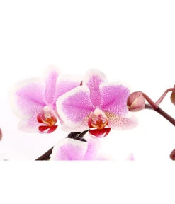 Schmetterlingsorchidee - Phalaenopsis Cultivars 'Twister' -Freien Garten Rabatt Geschäft 8280927 PR DE 003 PhalaneopsisTwisterSchmetterlingsorchideeT12DehnerExpressHerzig