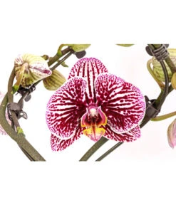 Schmetterlingsorchidee - Phalaenopsis Cultivars 'Twister' -Freien Garten Rabatt Geschäft 8280927 PR DE 004 PhalaneopsisTwisterSchmetterlingsorchideeT12DehnerExpressHerzig