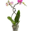 Schmetterlingsorchidee - Phalaenopsis Cultivars 'Twister' -Freien Garten Rabatt Geschäft 8280927 PR FS 001 PhalaneopsisTwisterSchmetterlingsorchideeT12DehnerExpressHerzig