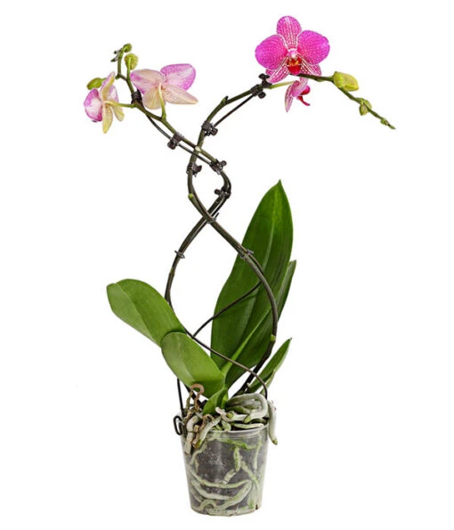 Schmetterlingsorchidee - Phalaenopsis Cultivars 'Twister' -Freien Garten Rabatt Geschäft