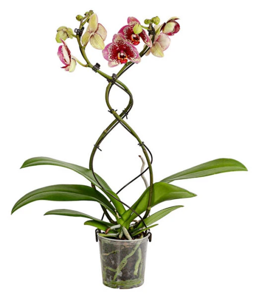 Schmetterlingsorchidee - Phalaenopsis Cultivars 'Twister' -Freien Garten Rabatt Geschäft