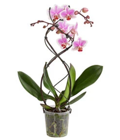 Schmetterlingsorchidee - Phalaenopsis Cultivars 'Twister' -Freien Garten Rabatt Geschäft 8280927 PR FS 003 PhalaneopsisTwisterSchmetterlingsorchideeT12DehnerExpressHerzig