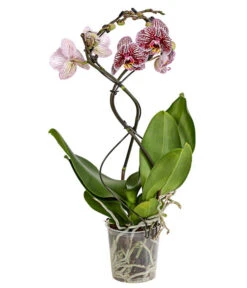 Schmetterlingsorchidee - Phalaenopsis Cultivars 'Twister' -Freien Garten Rabatt Geschäft 8280927 PR FS 004 PhalaneopsisTwisterSchmetterlingsorchideeT12DehnerExpressHerzig