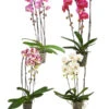 Schmetterlingsorchidee - Phalaenopsis Cultivars 'Cascade', Verschiedene Sorten -Freien Garten Rabatt Geschäft 8280943 PR FS 001 PhalaenopsisCascadeMixT12