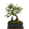 Bonsai Mit Fels In Keramik -Freien Garten Rabatt Geschäft 8283665 WE FS 001 BonsaiMitFelsInKeramik 02