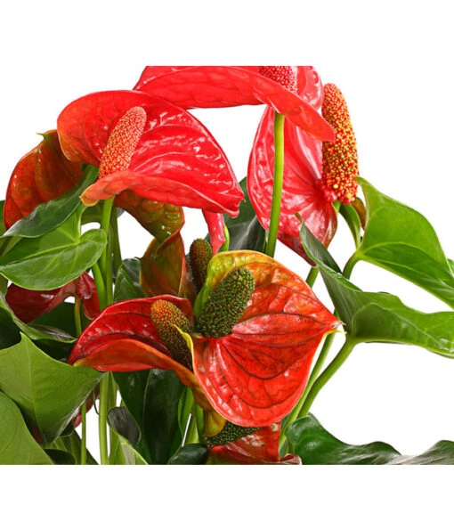 Große Flamingoblume - Anthurium Andreanum 'Sierra Magic Red' -Freien Garten Rabatt Geschäft