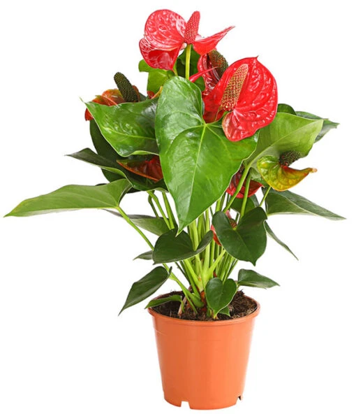 Große Flamingoblume - Anthurium Andreanum 'Sierra Magic Red' -Freien Garten Rabatt Geschäft 8284820 PR FS 001 FlamingoblumeAnthurieAnthuriumSierraMagicRotT14DehnerHerzig