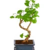 Outdoor-Bonsai Ginkgobaum - Ginkgo Biloba -Freien Garten Rabatt Geschäft 8286254 PR FS 001 GinkoBilobaT20DehnerExpressHerzig