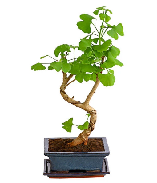 Outdoor-Bonsai Ginkgobaum - Ginkgo Biloba -Freien Garten Rabatt Geschäft