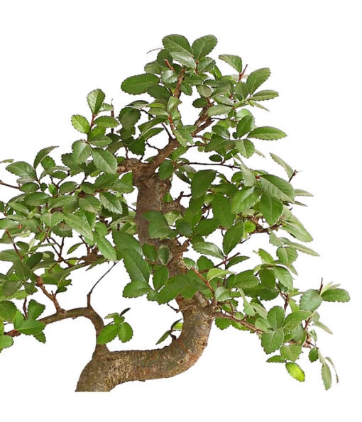 Bonsai Japanische Zelkove - Zelkova Serrata -Freien Garten Rabatt Geschäft