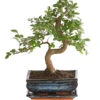 Bonsai Japanische Zelkove - Zelkova Serrata -Freien Garten Rabatt Geschäft 8288789 WE FS 001 BonsaiZelkovaMitUnterschaleSFormT20DehnerExpressHerzig