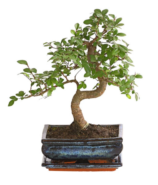 Bonsai Japanische Zelkove - Zelkova Serrata -Freien Garten Rabatt Geschäft