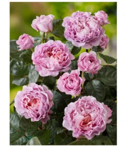 Nostalgie®-Edelrose 'Eisvogel®' -Freien Garten Rabatt Geschäft 8294977 PR DE 001 NostalgieEdelroseEisvogelRosenTantau