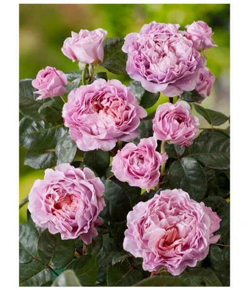 Nostalgie®-Edelrose 'Eisvogel®' -Freien Garten Rabatt Geschäft 8294977 PR DE 001 NostalgieEdelroseEisvogelRosenTantau