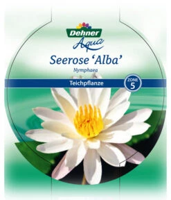 Dehner Seerose -Freien Garten Rabatt Geschäft 8315905 Seerose Alba Etikett 1 NEU