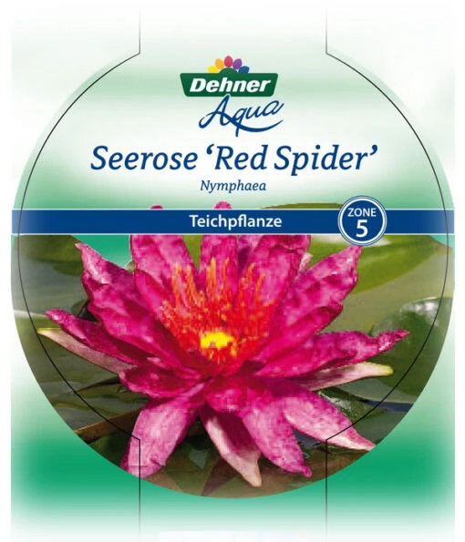 Dehner Seerose 'Red Spider' -Freien Garten Rabatt Geschäft 8315939 Seerose Red Spider Etikett 1 NEU